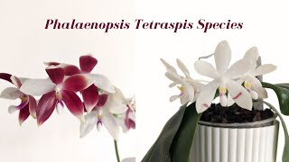 Species Spotlight  Phalaenopsis Tetraspis Species amp Variations  One of a Kind Blooms [upl. by Yaker]