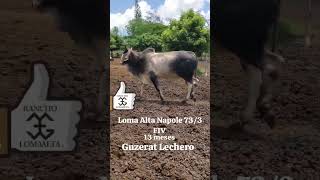 Guzerat Lechero de Alta Genetica Disponible GuzeratLechero RanchoLomaAlta [upl. by Yk883]