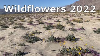 Wildflowers Anza Borrego Desert 2022 [upl. by Peggi400]