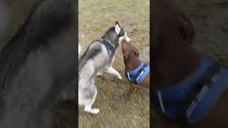 Husky perfected philly shoulder role watch and learn rookies shortvideo dog hiphop [upl. by Ynttirb]