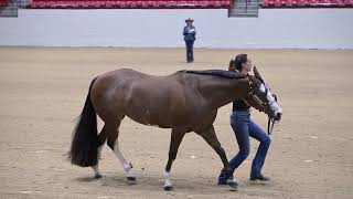 Ride the Pattern  Showmanship 2024 Western National Championship [upl. by Zanlog603]