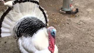 Percy the Royal Palm Heritage Turkey [upl. by Argent]