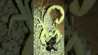 Blonde desert hairy scorpion Hadrurus pallidus hunting [upl. by Enirhtac401]