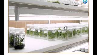 Tissue culture lab [upl. by Yttig]