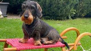 Dachshund Teddy smells the snow 😀 [upl. by Adiv309]