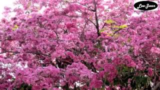 Tabebuia rosea  blooming in abundance [upl. by Olrac]