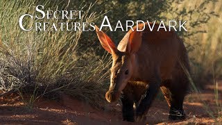 Secret Creatures Africas earth pig the Aardvark [upl. by Trainor]