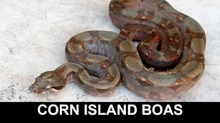 Corn Island Boas [upl. by Attirb]