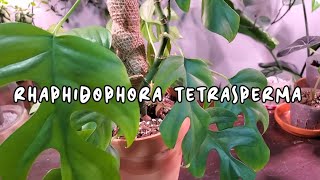 RHAPHIDOPHORA TETRASPERMA CARE AND PROPAGATION  Adding A Moss Pole [upl. by Amlus]