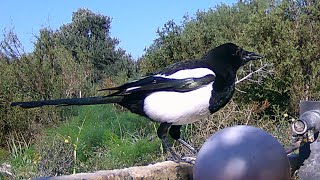 Eurasian Magpie κόρωνος Common magpie Pica pica Κατσικορωνα  Καρακάξα ALECTORIS Chukar ΠΈΡΔΙΚΑ [upl. by Llehcsreh239]