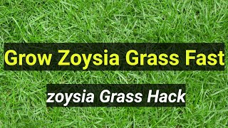 HOW TO GET YOUR ZOYSIA GRASS SPREADING FASTER Garden Tips [upl. by Renado36]