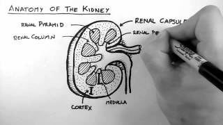 Renal Anatomy 1  Kidney [upl. by Barrus]