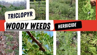 Understanding Triclopyr Chemistry for the control of woody weeds in different places [upl. by Yves]