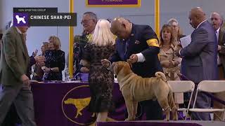 Chinese Shar Pei  Breed Judging 2019 [upl. by Wattenberg]