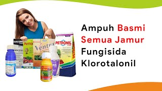 7 Fungisida Bahan Aktif Klorotalonil Ampuh Mematikan Semua Jamur Penyebab Penyakit [upl. by Fortna326]