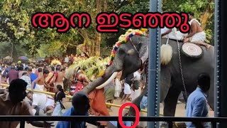 പൂരത്തിനിടയിൽ ആന😳😨 Elephant attack [upl. by Anerys]