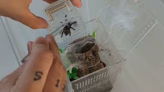 Rehouse Caribena versicolor Antilles pinktoe tarantula [upl. by Meibers]