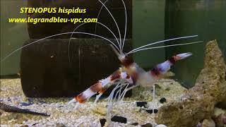 legrandbleuvpccom  STENOPUS hispidus [upl. by Bremble]