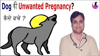 Dog की unwanted pregnancy को कैसे रोके [upl. by Yelkao]