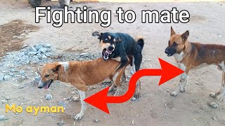 Fighting to mate dogs The Dodo MrBeast animals dogs puppy dog k1 viral cats [upl. by Warram]