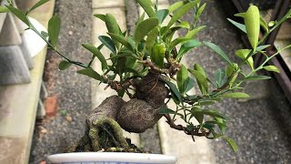 ¿cómo hacer un bonsai de limón desde cero [upl. by Timothee]