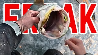 The Biggest Fish Ive Ever Caught Ice Fishing 2024 Lake of the Woods [upl. by Attenej]