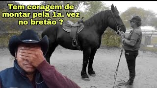 Doma e primeira montaria no cavalo bretão Percheron [upl. by Ennadroj]