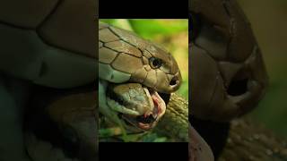 Snake 😱 pet snaketrending cuteviralshorts [upl. by Acinna]