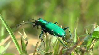 Cicindela Sexguttata Six Spotted Tiger Beetle [upl. by Margaret]