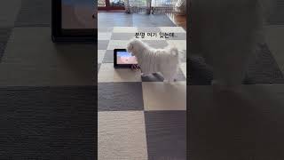 스피커 위치 기깔나게 찾아내는 강아지 ㅋㅋ 강아지쇼츠 maltese puppy shorts [upl. by Ikin]