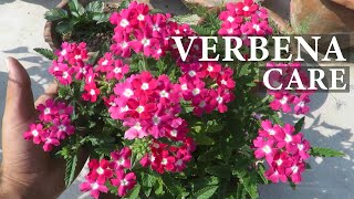 Verbena Flower  Verbena Plant Care  How To Grow Verbena Flowers [upl. by Goren]