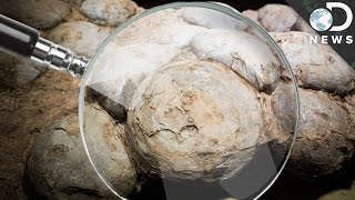 Dinosaur Eggs Found What Can We Learn From Them [upl. by Enaerb323]