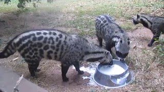 African Civet Cats Banquet [upl. by Anhoj925]