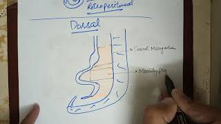 Digestive System Embryology lec2 Development of Mesenteries Falciform Ligament and Omentums [upl. by Latini]