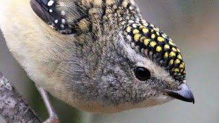 Spotted Pardalotes nesting  Includes rare views of fledging and stunning Capertee Valley scenes [upl. by Kabob]