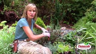 The Secret to Pruning Lavender [upl. by Micki]