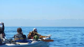 Kayaking with Orcas San Juan Island WA [upl. by Dymoke558]