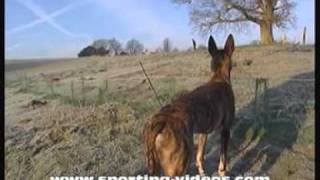 Simon Whitehead ferreting rabbits in Sussex 1 [upl. by Atsok137]