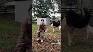 MICHAEL MYERS🔪 wipe me down pt34 dancing with ostriches🤣 longhornlesters [upl. by Nodnas253]