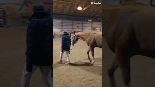 Pepe my new lease 😇 horsetherapy horsehealth horsecare [upl. by Anatlus]