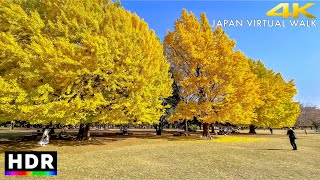 Japan walk  Tokyo Hikarigaoka Autumn Leaves • 4K HDR [upl. by Acsecnarf]