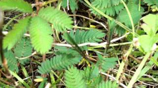 Amazing Plant in Hawaii that Closes when Touched  Mimosa Pudica [upl. by Nohsed]