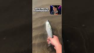 Este pez te sorprenderá peces shorts [upl. by Aneehsit]