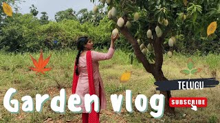 Garden Tour  Our Beautiful Mango and Chili Trees 🌳🌶️  Family Time [upl. by Eisle526]