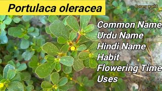 Portulaca oleracea  LOCAL NAME  URDU  HINDI NAME  FLOWERING TIME  USES  HABIT [upl. by Yevol]