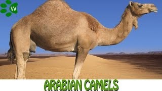 The Arabian Camels [upl. by Derick]