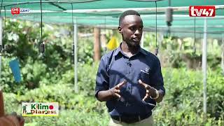 KILIMO DIARIES  Understanding Agroforestry [upl. by Peppi457]