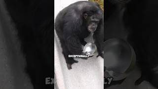 This gorilla needs a mate pets cuteanimal rescue cutepet shortvideo gorilla shorts fyp [upl. by Eelyrag]