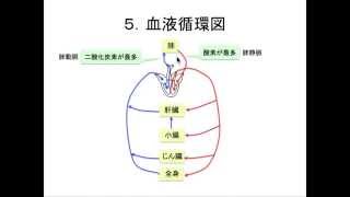 心臓と血液循環。中学受験の心臓と血液循環は、これで完璧！ [upl. by Nedda669]