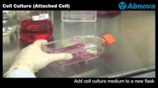 Cell Culture Attached Cell [upl. by Tyrus]